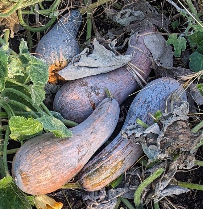 鶴首かぼちゃ』～特徴や美味しい食べ方は？～ずーやのメモ帳