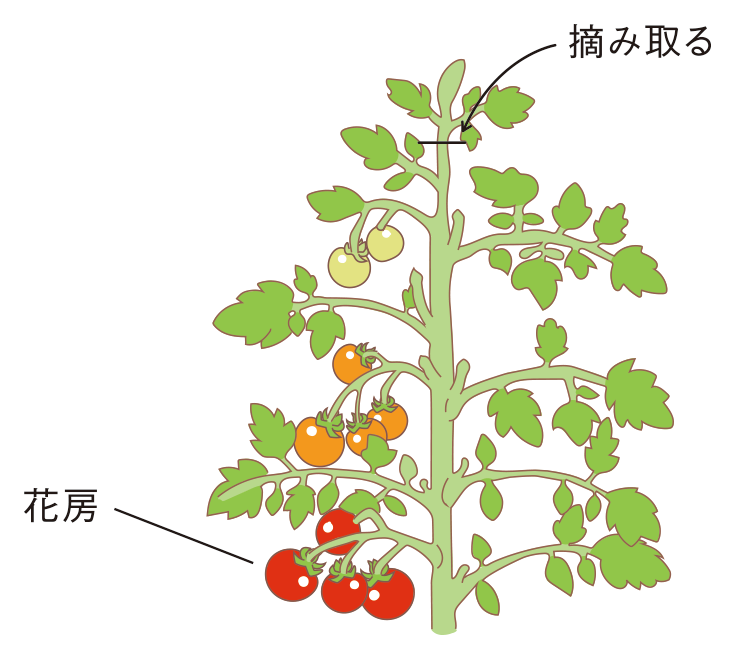 トマトの剪定摘心、わき芽かきの時期と方法は？HORTI by GreenSnap