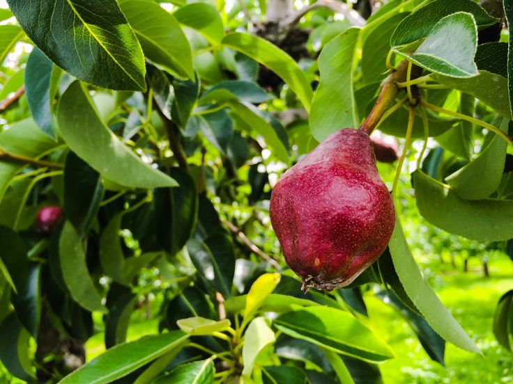 フルーツのイラストセット 名称入りイラスト - No: 2468963無料イラスト・フリー素材なら「イラストAC」