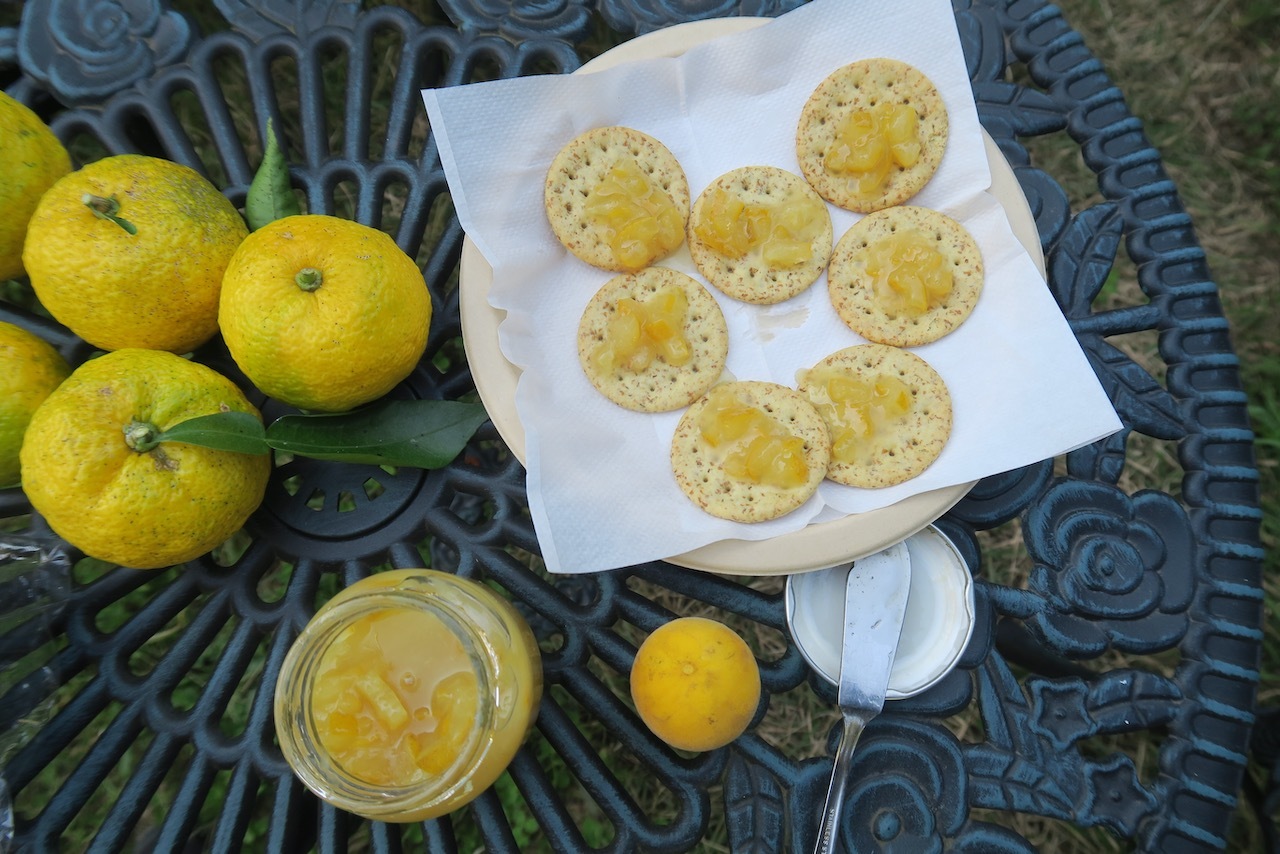 からたち 枳殻 とは？その特徴や育て方を解説！ミカン科だけ食べられる？kurashi-no