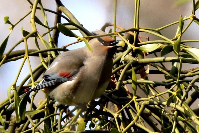 今晩のおかず The Simple Japanese Food Tangigue さわら の辛味噌和え フィリピンのコラムフィリピンプライマ