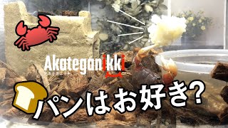 ファーブル伊藤の生き物日記「意外と人気！園内のアカテガニ」長崎バイオパーク - ZOOっと近くにふれあえる九州の動物園&植物園