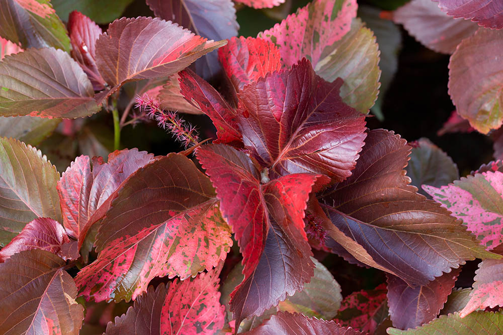 プロが解説 モフモフの赤い花が魅力！ キャッツテールの育て方GardenStoryガーデンストーリー