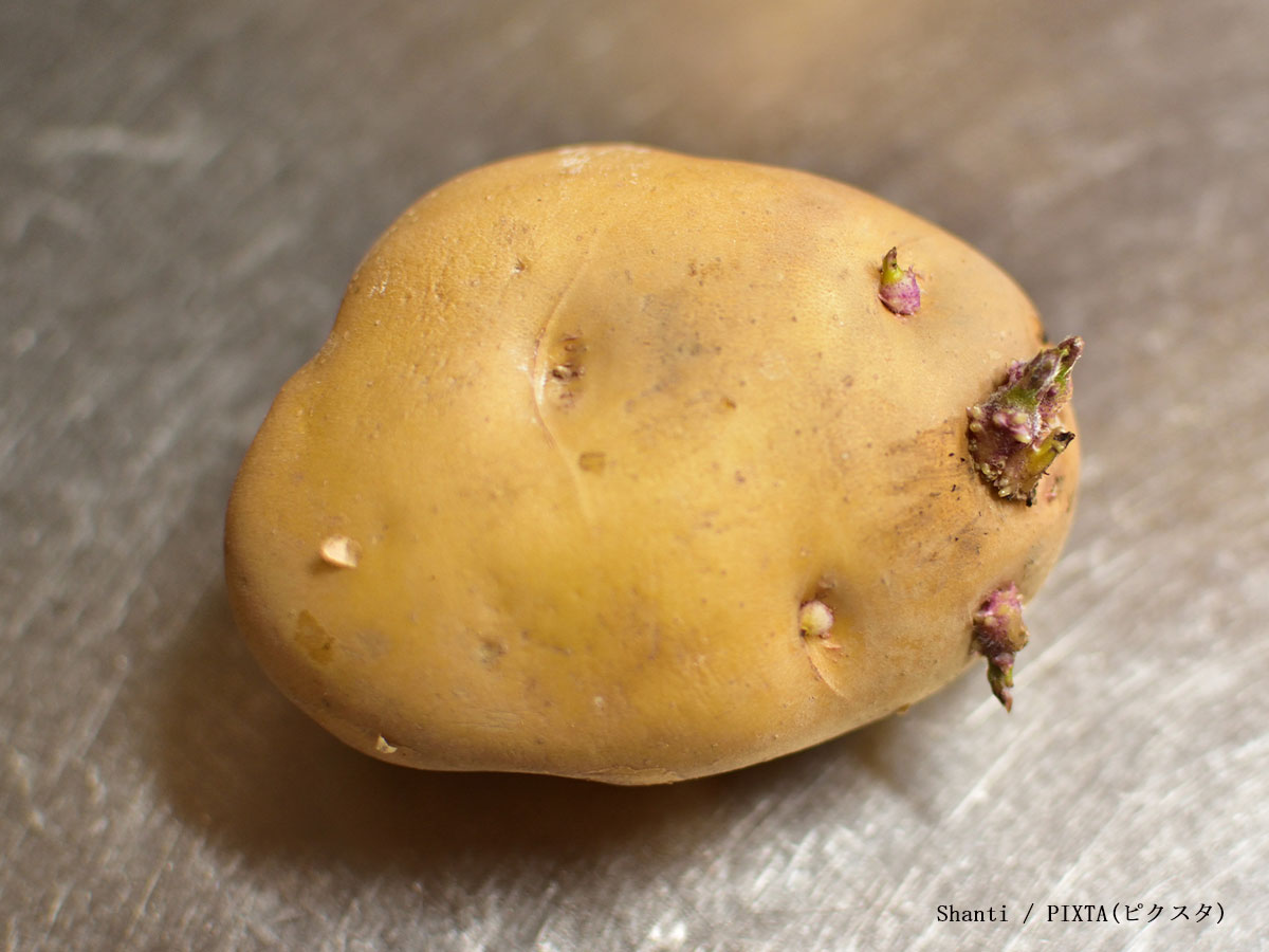 じゃがいもで食中毒。危険なのは芽だけじゃない！? 冷蔵庫NGって知ってた？ 医師監修HugKum はぐくむ