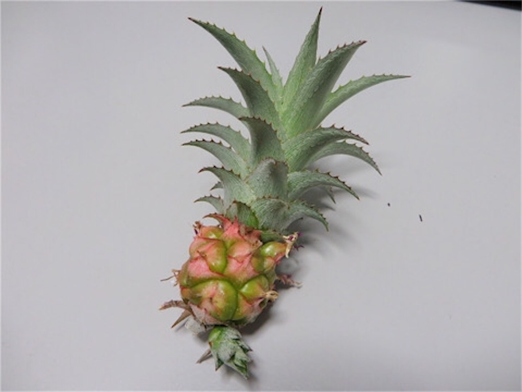 2019.8.2「姫パイナップル〜栽培 」静岡 フラダンス ☆ オルオル フラ スタジオ