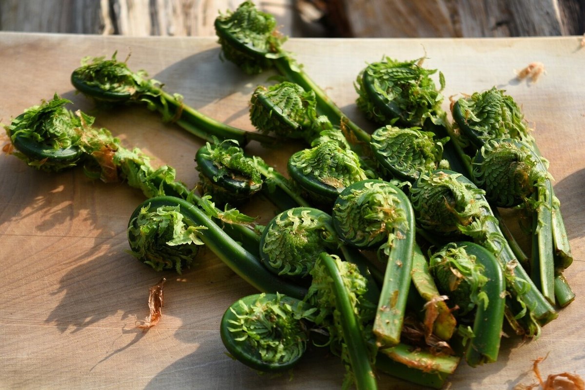 かっこぜんまい こごみ YOBISHI