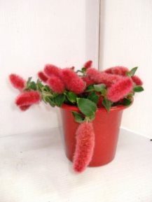 キャットテール バリエガータ の特徴や育て方、増やし方などの紹介