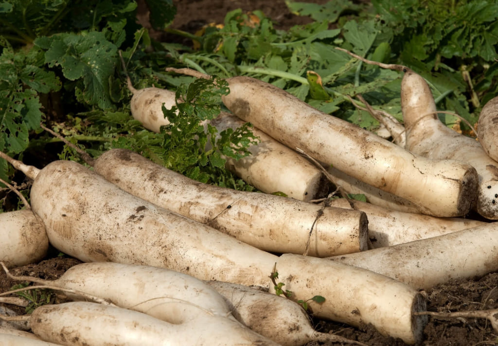 葉っぱが切られた大根は何か？〜畑でダイコンを長期保存する方法 - 小庭菜園〜自然農法でやさい作り