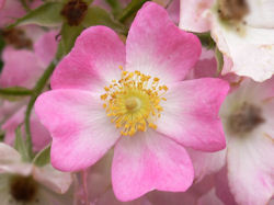 バラは食物繊維が豊富 お腹の調子を整えストレス解消効果も日刊ゲンダイDIGITAL