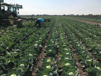 キャベツ農家が絶対に作らない美味しいキャベツ - グリーンランドファーム 京丹波博蔵自然農園の野菜