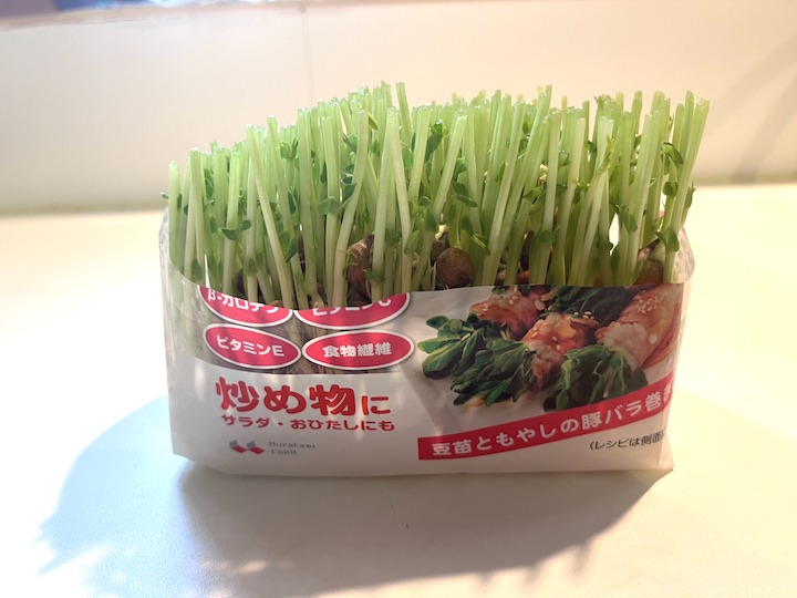 豆苗の育て方と繰り返し収穫 再生 インコへの安全なスプラウト提供法