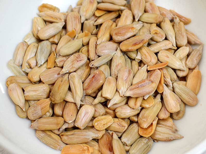 ひまわりの種 生 業務用 10ｋｇ入り