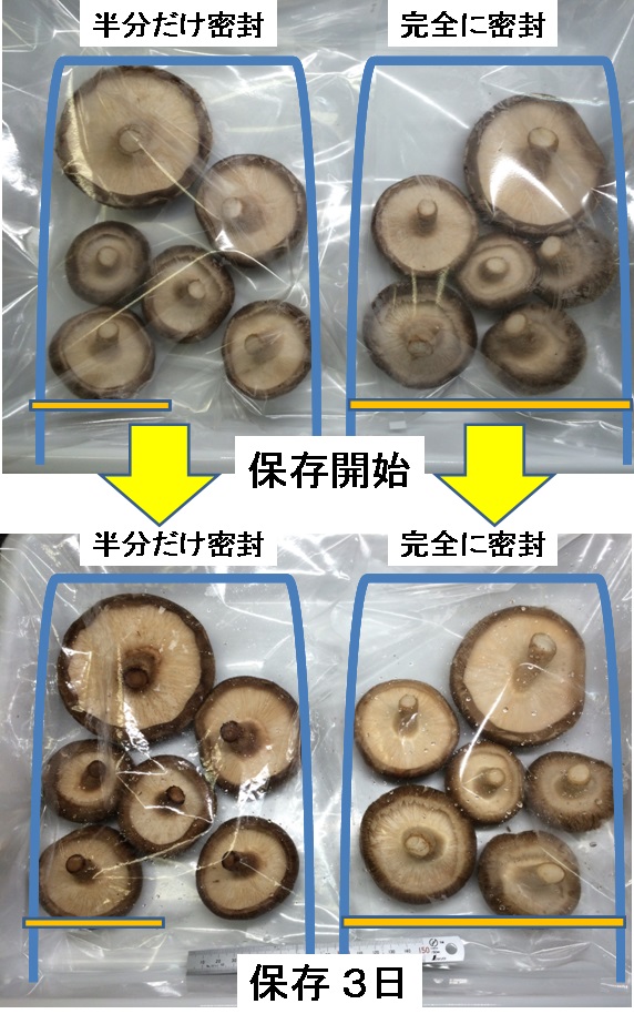 シイタケの断面の写真素材199958595 毎月1点無料 フリー のストックフォト イメージマート