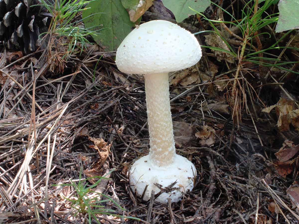 マシュマロのような白いキノコ - お花大好き 野鳥大好き