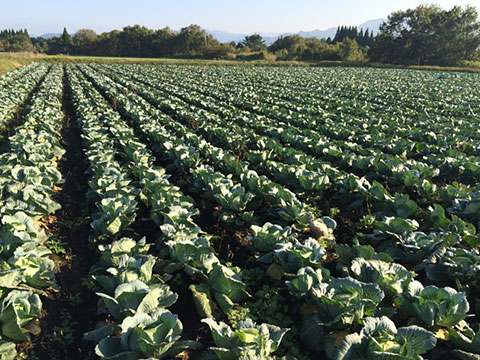 プロの株間 キャベツ農家が植えるキャベツの株間と条間の最適な距離は？栽培のコツを徹底解説！ : Effective's Blog