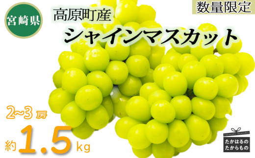 銀座 おいしいシャインマスカットの見分け方、こっそりお教えします。1F食品売場 無印良品