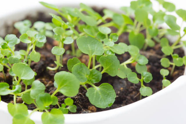 クール便即日発送※土日祝休 農家が育てたクレソン約２ｋｇ 減