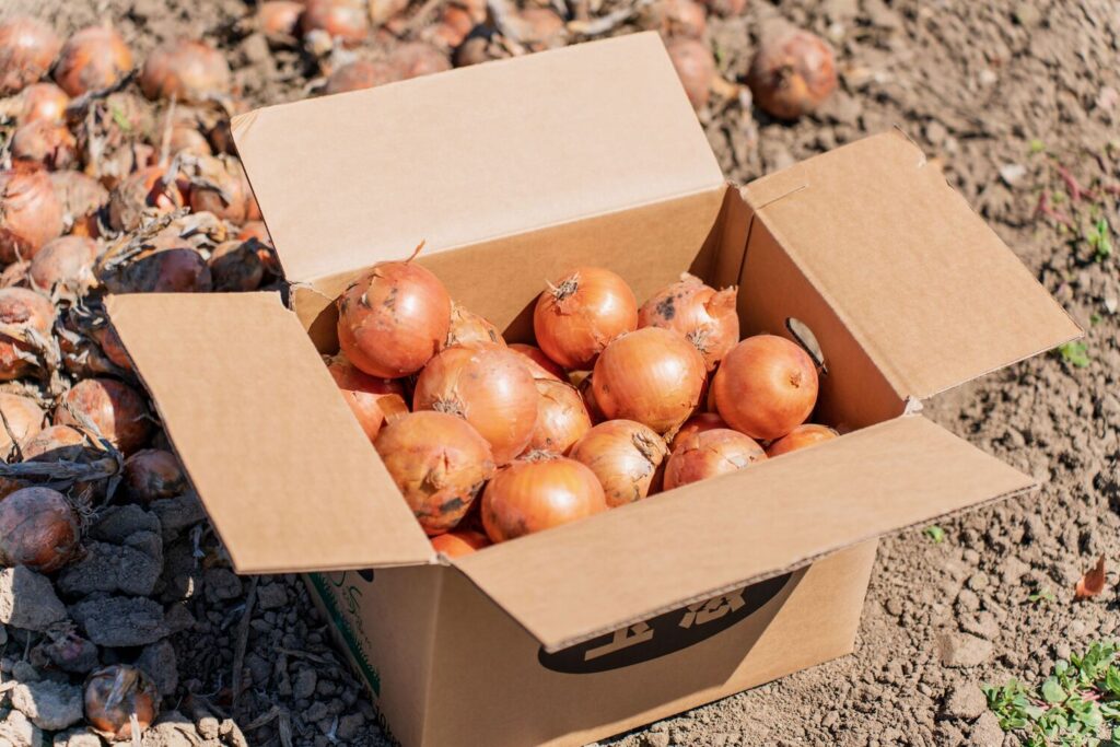 農家直伝 鮮度長持ちの秘訣は