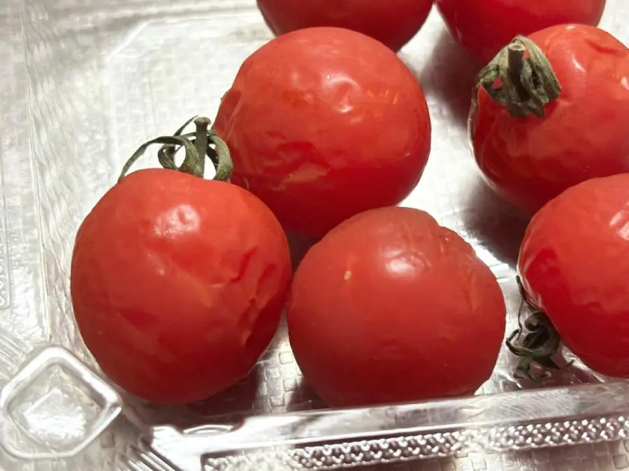 やってみた シワシワになったミニトマトを元の状態に戻す裏技おたくま経済新聞