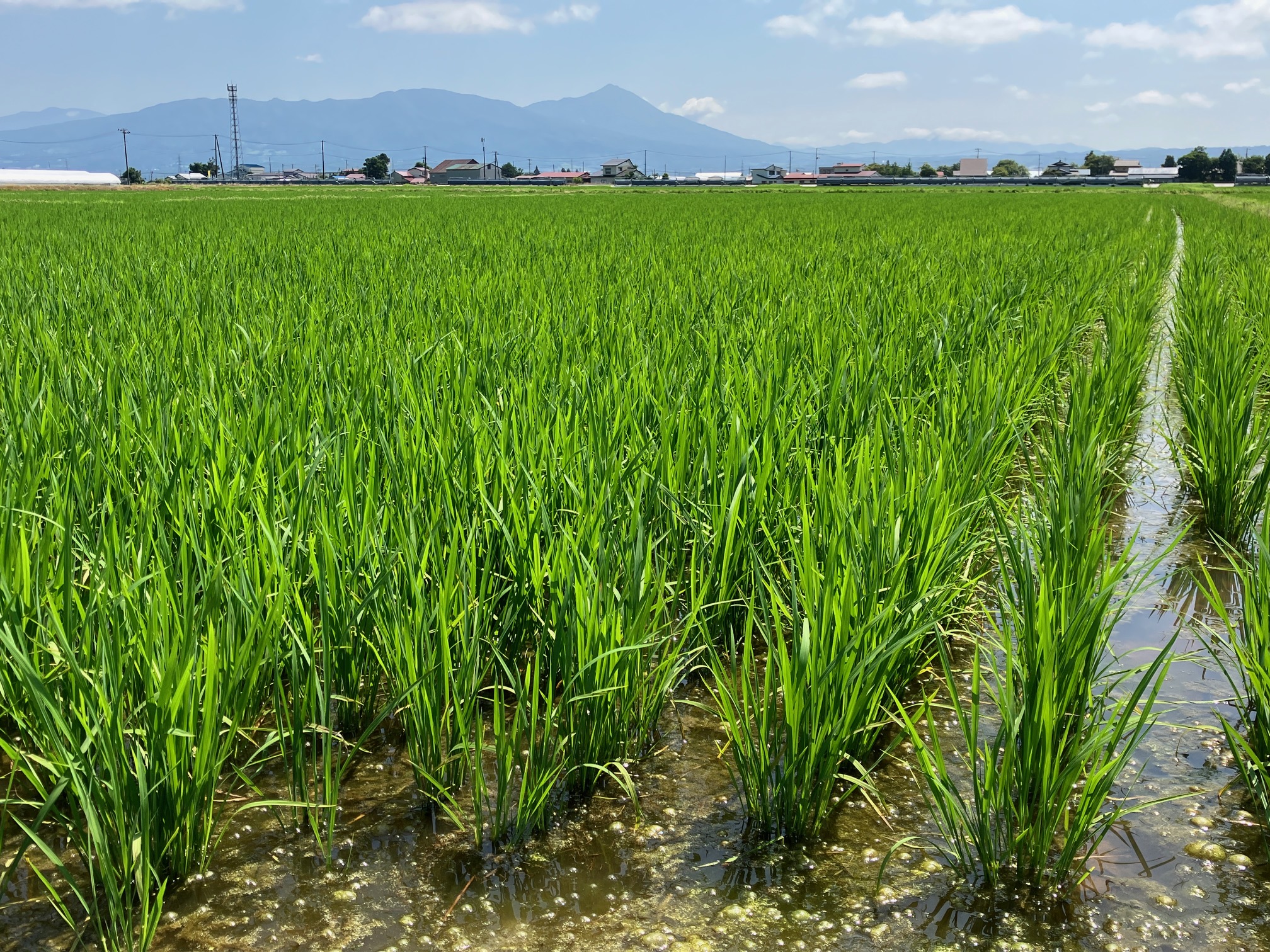 おいしさのmoto “もち米便り”第二弾が届きました！中央軒煎餅 ‐1923年創業