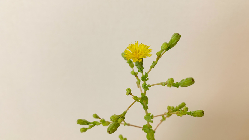とう立ちしたレタスは食べられる！？すぐに食べられないときの対処法 - 小庭菜園〜自然農法でやさい作り