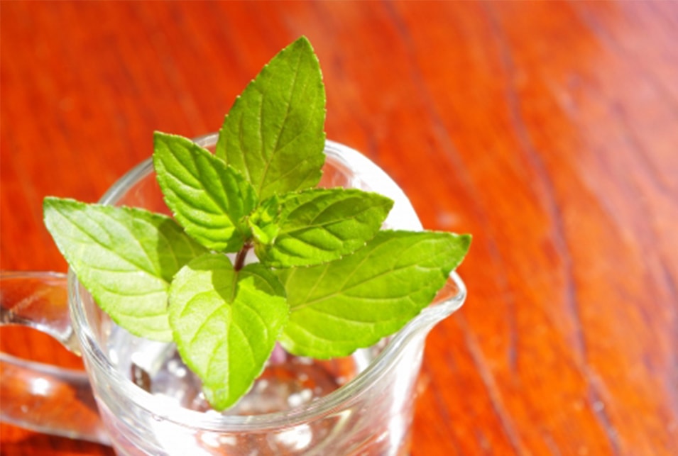 唐辛子でネズミ対策するメリットは？設置場所や使い方まで解説害獣駆除ガイド