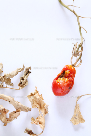 画像見づらいんですが 外側は普通でおいしそうなのに、切ってみると中が黒いト- Yahoo!知恵袋