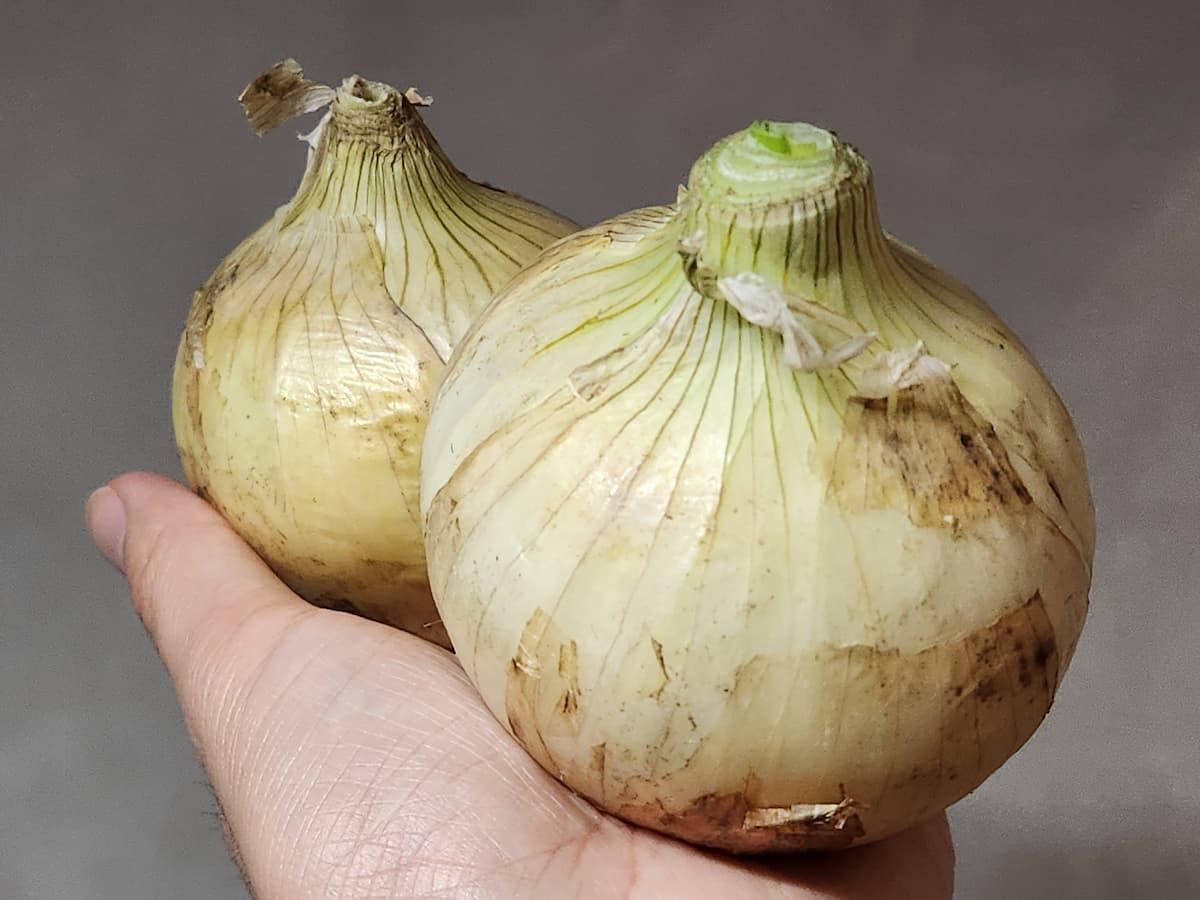 新玉ねぎは「常温で保存しないで！！」料理人が必死の呼びかけ そのワケとは？ぱぷちゃん- エキスパート - Yahoo!ニュース