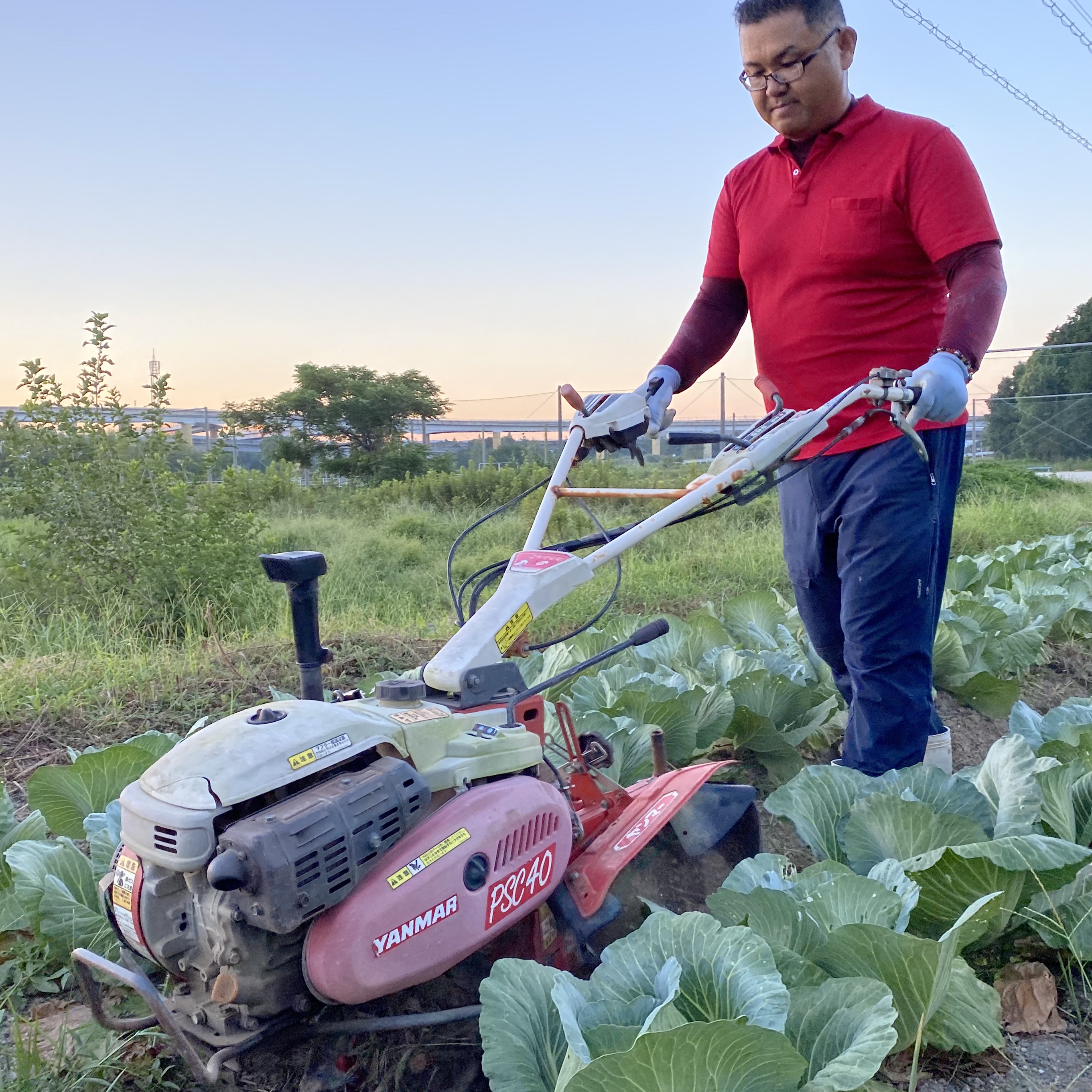 キャベツ農家に求められるスマート農業の確立 高収益化への取り組み