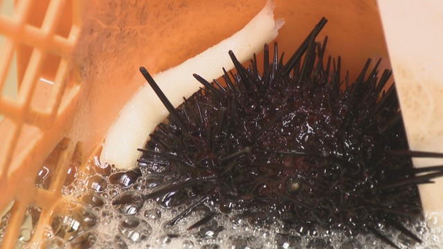 築地 うに虎うに虎5つのウニを食べ比べできる『雅』は1番人気✨ 同じ種類のウニでも産地が違えば、味も異なります！ まずはひと口、何もつけずに食べ比べていただくのがオススメです🧡 是非、お好みのウニを探してみてください😌✨ ------------------中通り