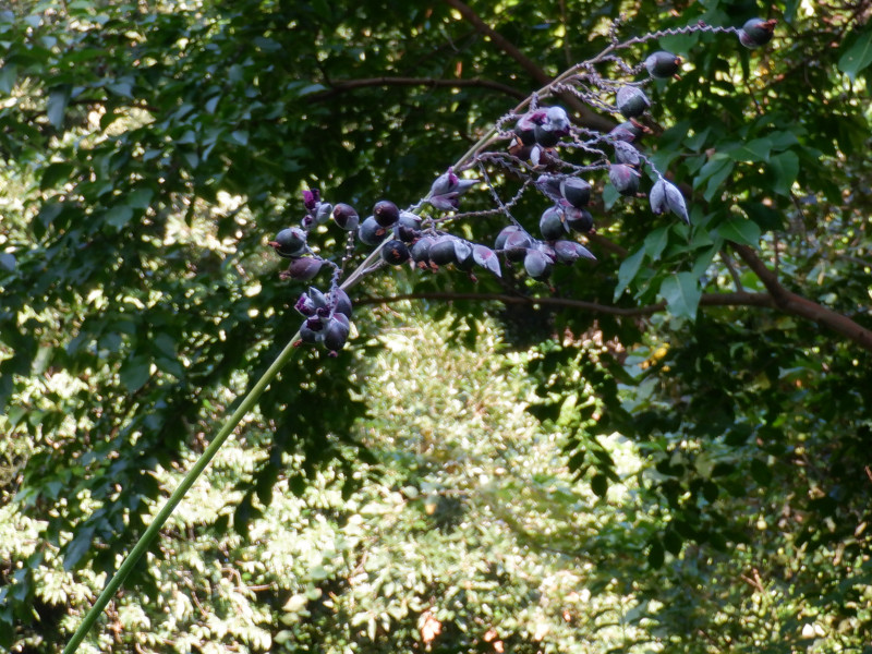 紫の果物といえば！ クリニックブログわだ内科整形外科