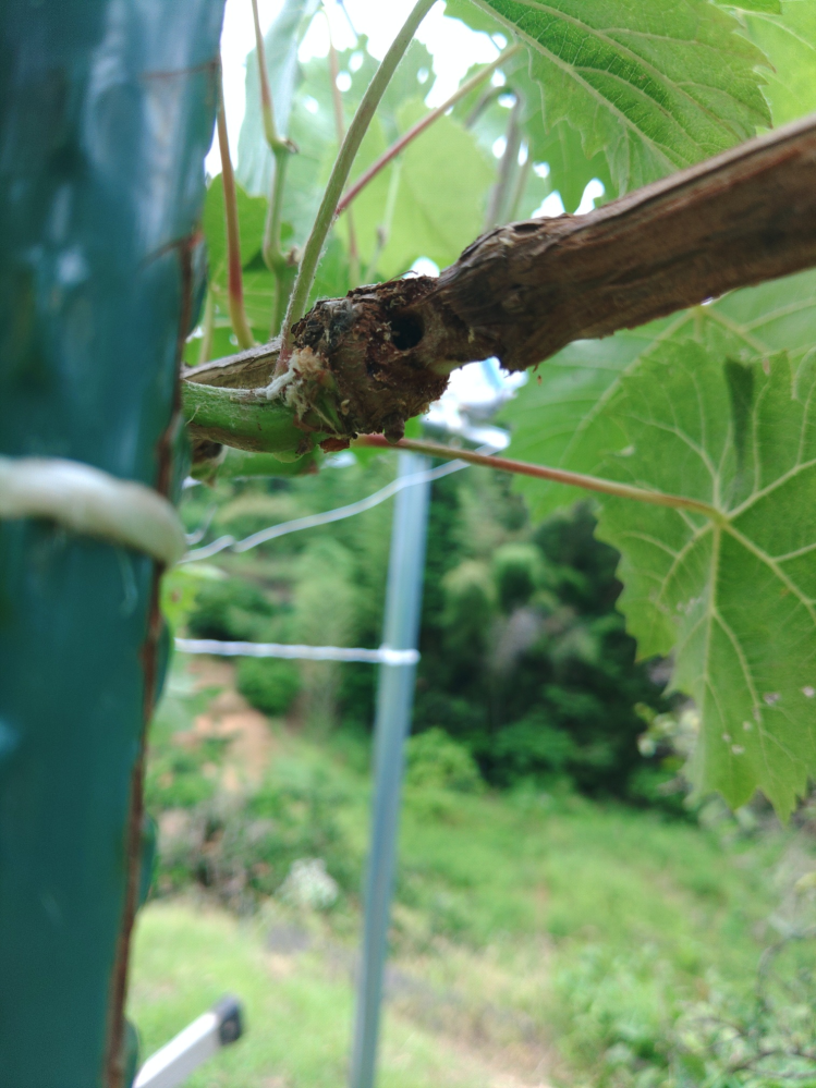 果汁溢れる！粒だけシャインマスカット 熊本県産 有機野菜 通販 Ｏｉｓｉｘ おいしっくす