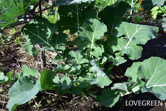 のらぼう菜のプランター栽培：種から苗まで、育て方と病害虫対策を解説