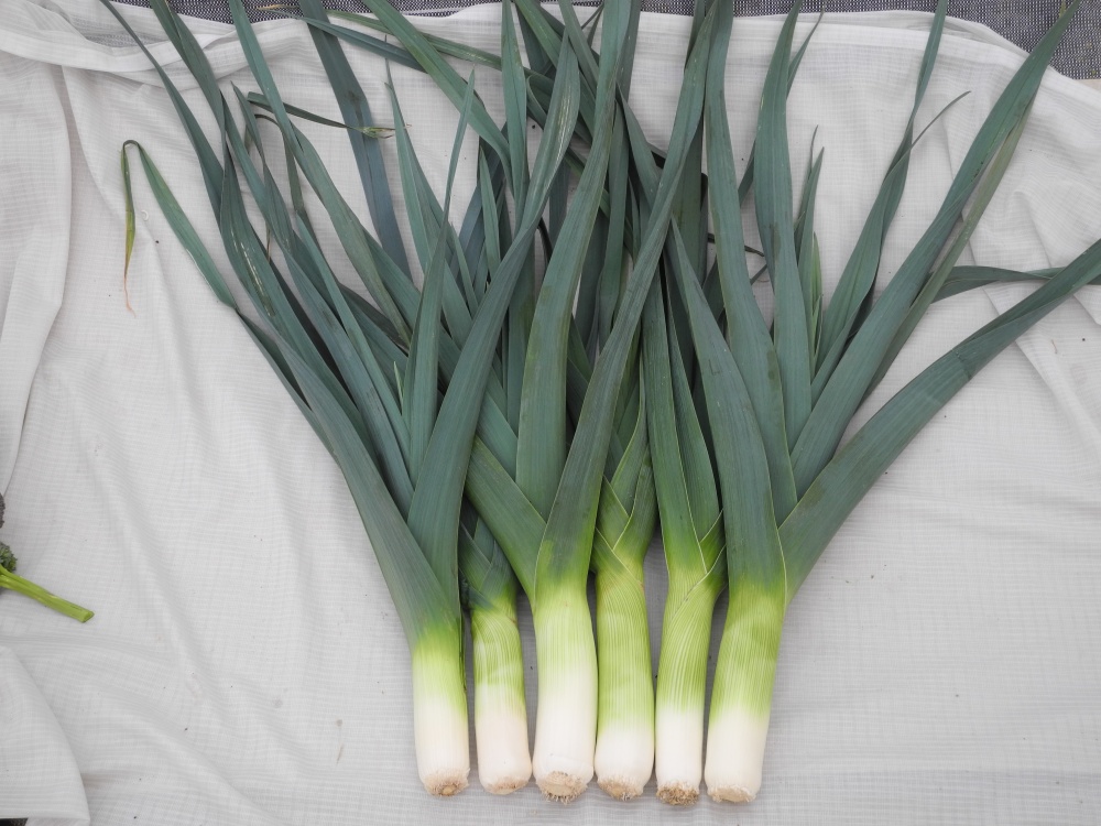 フレンチプレスコーヒーメーカーおすすめ9選まずいって本当？無印良品・ニトリもランク王