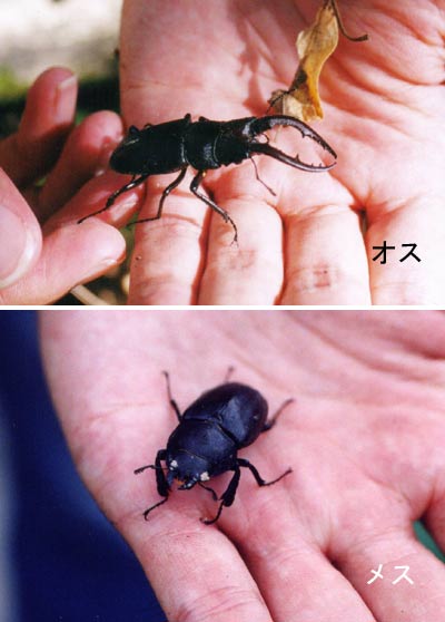 6ヵ月の休眠から目覚めたレ二ノコギリクワガタの産卵セット・割り出し・再セット-haru