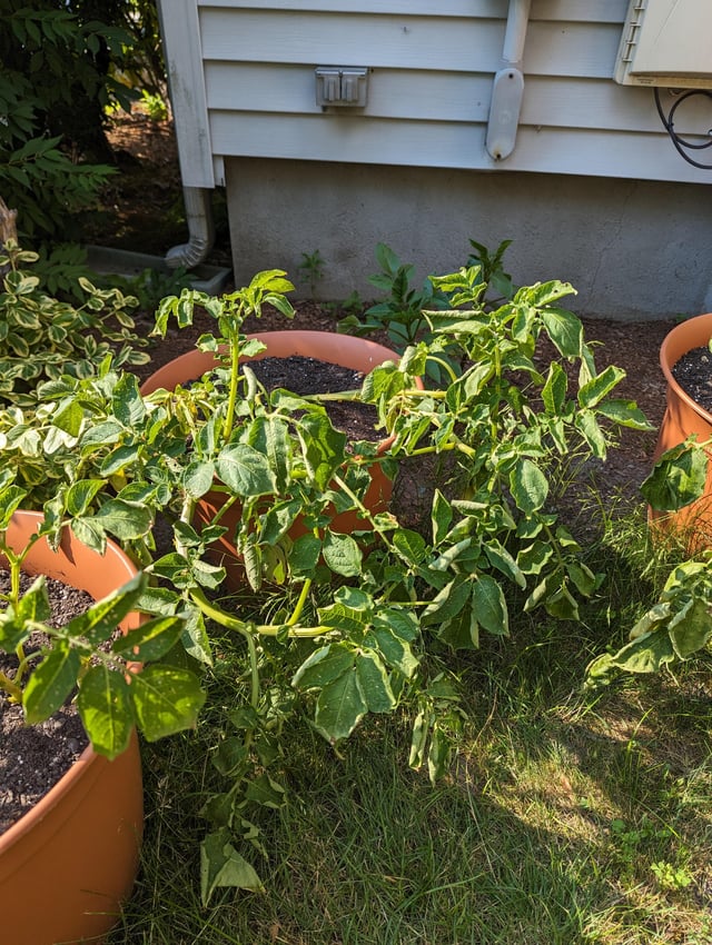 ジャガイモの葉の黄変：モザイク病か、収穫時期か？ : 世話要らずの庭