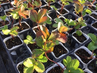 イチゴ編 症状別で見る！ 生理障害・病害虫の原因と予防の基礎知識AGRI JOURNAL