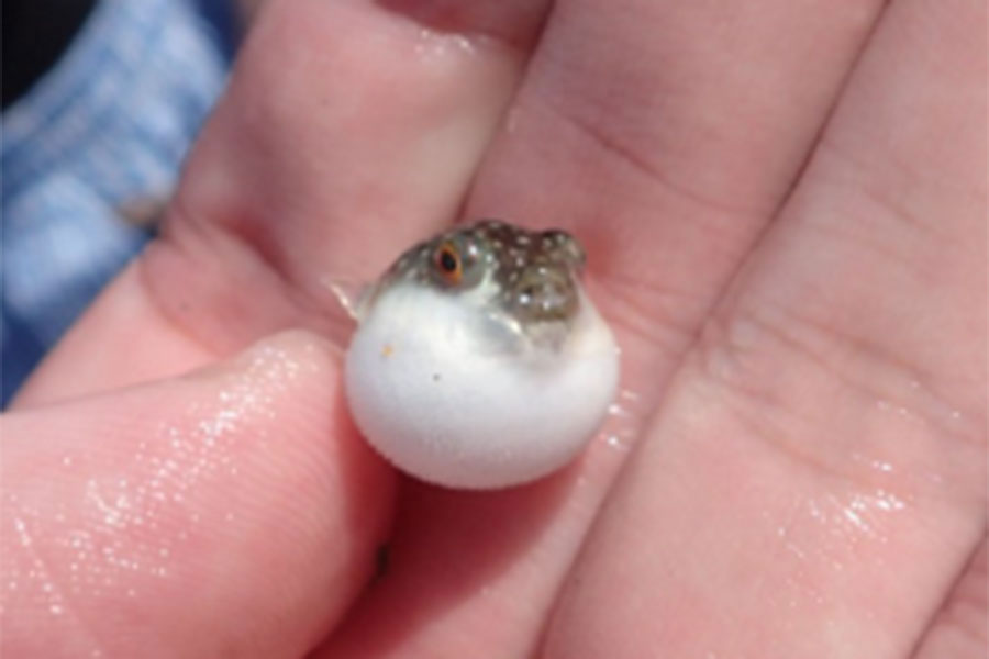 入荷稀な小さめサイズのメイタイシガキフグ☆ハリセンボン似のかわいいフグ