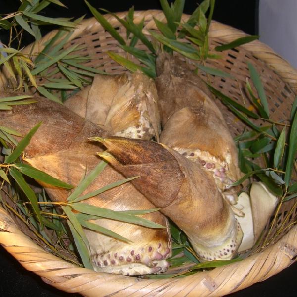 里山の恵み−山菜 筍 淡竹自生種天空彩園