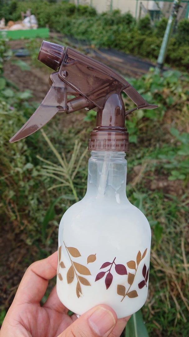 秋じゃがいもの作付と害虫対策Let's try 区民農園