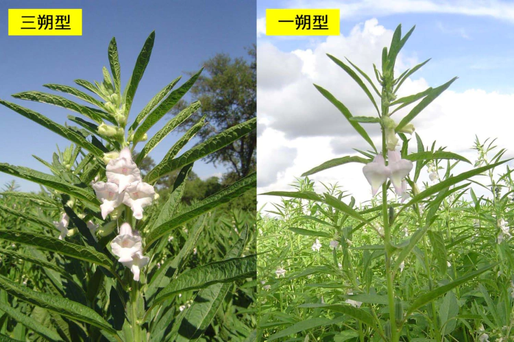 ゴマの実と花の写真素材68536720- PIXTA