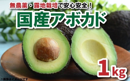 今年はアボカド少なそうです！！ 裏年かなぁ。 まだまだアボカドは奥が深そうです。田那部青果アボカド国産アボカド無農薬愛媛松山裏年少ない