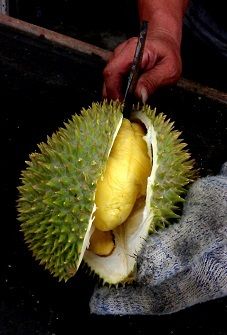 南国フルーツ、果物の王様、”ドリアン”にトライ！ - バリスクープバリ島観光ツアーの予約ならマイマイウェブ MaiMaiWeb
