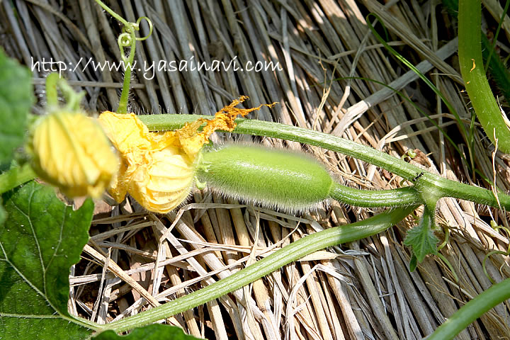 トウガン種子 アサヒ交配 ミニとうがん 冬瓜 「こまちゃん」10粒 ☆新タネは種子切り替えの1月以降のお届を予定 : 清水屋種苗園芸ヤフーショップ -通販 - Yahoo!ショッピング