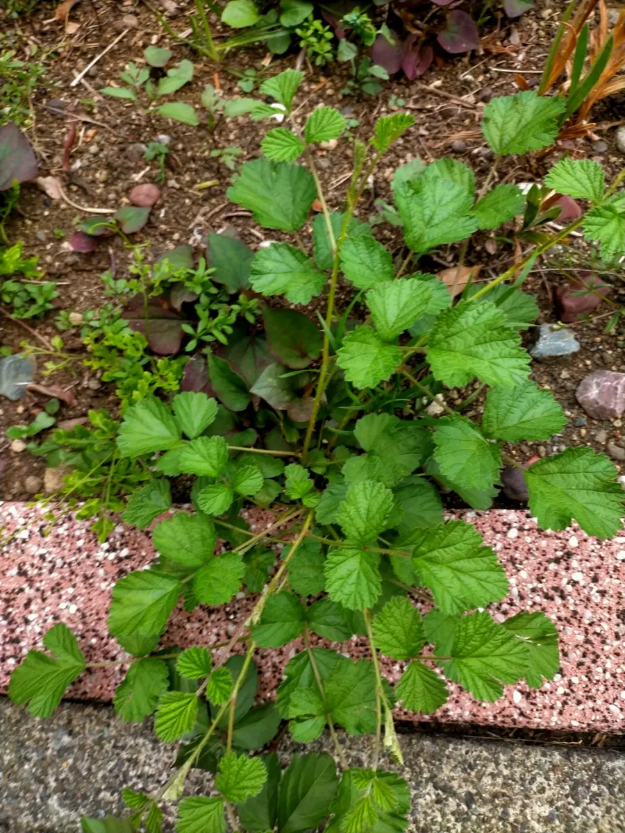 葉っぱといちご 苺 のイラスト無料のフリー素材 イラストエイト