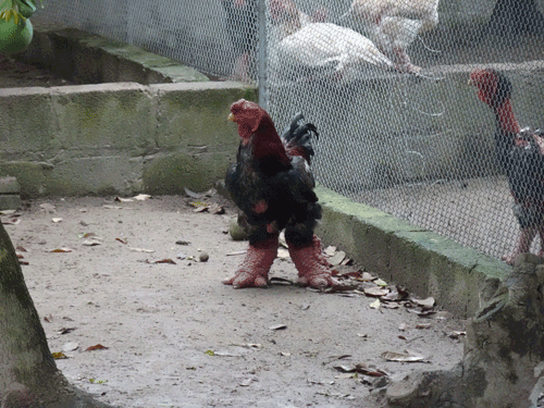 ドンタオ食用有精卵4個