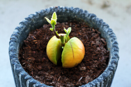 アボカドを種から育ててみたそだレポ 栽培レポート by瑚花-cona-みんなの趣味の園芸