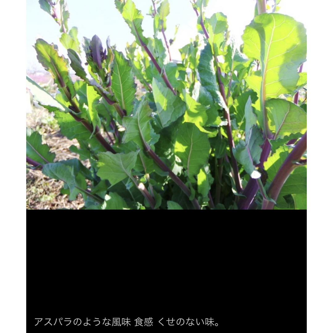 のらぼう菜の育て方・栽培方法野菜の育て方・栽培方法