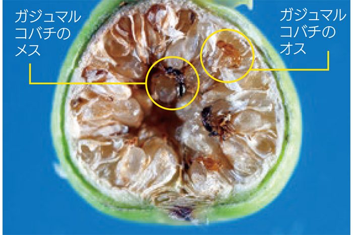 ガジュマルの実を食べるアカガシラカラスバト 32282000247 の写真・イラスト素材アマナイメージズ