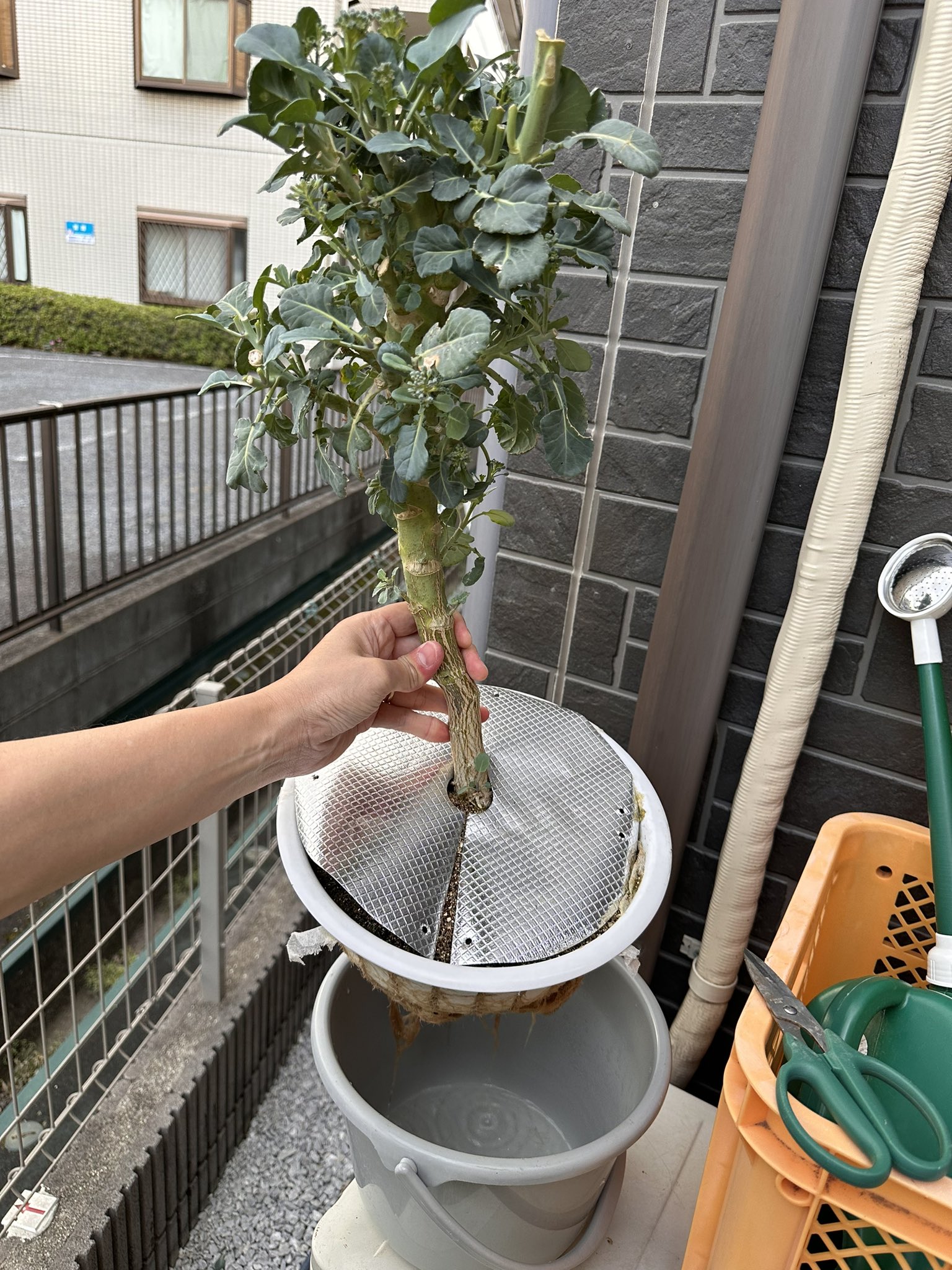 水耕栽培 ミニトマト スーパーで買ったトマト ―そろそろ終わり― - 水耕栽培 100円グッズで始めてみました